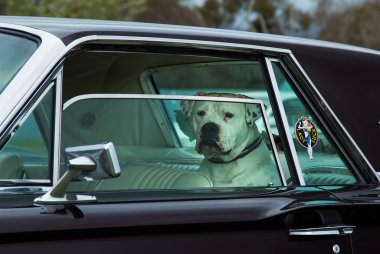 Köpeklerin araba