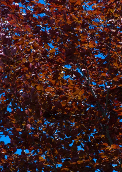 Textura de hoja roja profunda — Foto de Stock