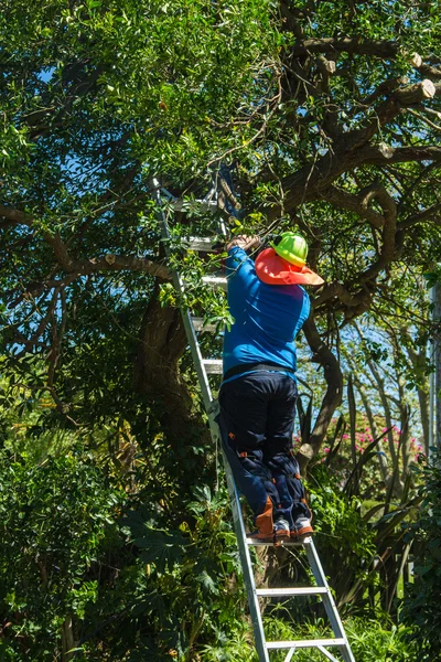 Tree Trimmer — Stock Fotó