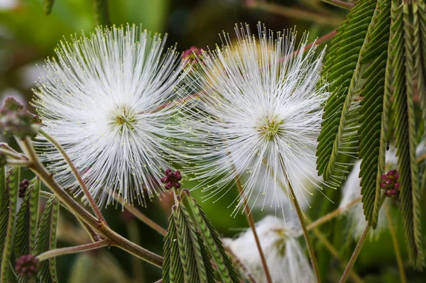 White Soft Seed Heads — Stock Photo, Image