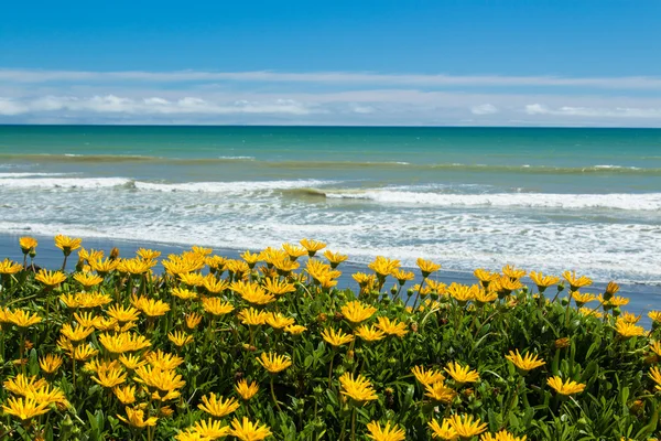 Beach Flowers — Stock Photo, Image