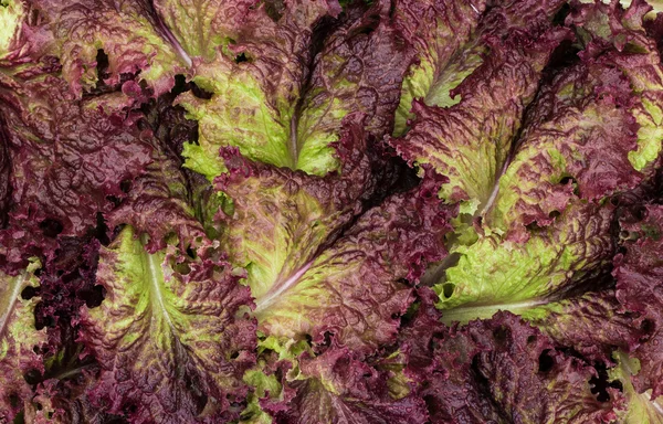 Redish lettice liści — Zdjęcie stockowe