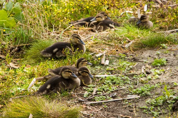 Anka familj — Stockfoto