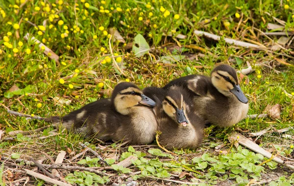 Three Ducklings — Stock Photo, Image