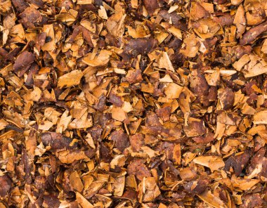 ezilmiş tohum fındık