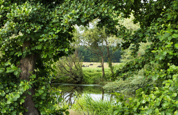 Wonderful looking through green trees, across a river, with some cattle on the other side.