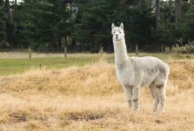 Beyaz alpaka