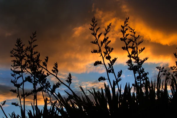 Flax Sunset — Stock Photo, Image