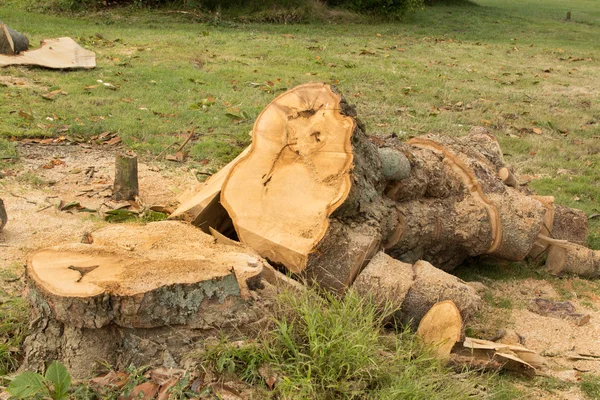 Skär upp träd — Stockfoto