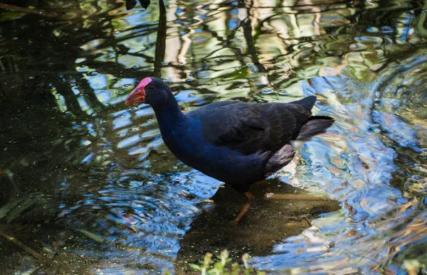 Pukeko Bird — Stock Photo, Image