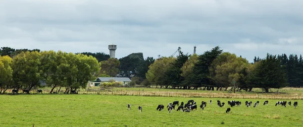 Новая Зеландская ферма — стоковое фото