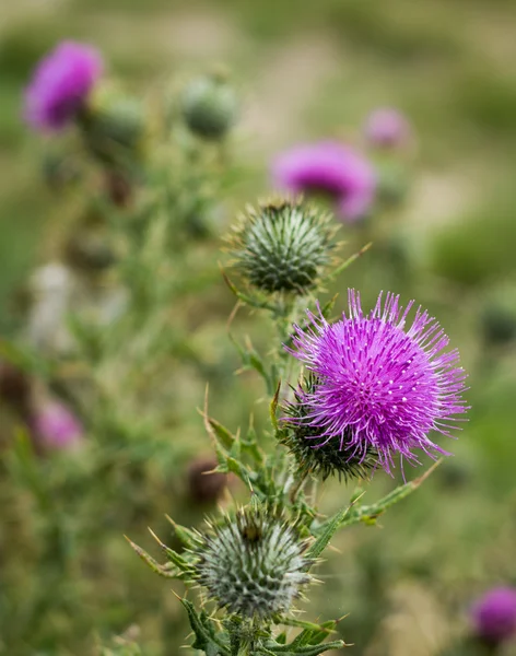 Scotch Thistle Flower Heads — Stock Photo, Image