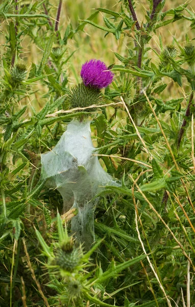 Scotch Thistle Spiders Nest — Stock Photo, Image