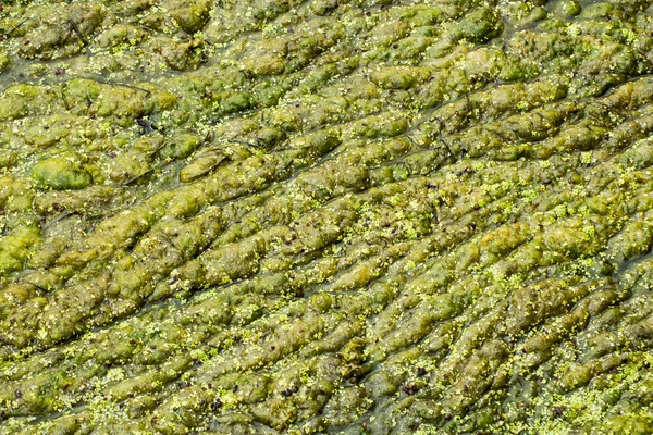 Прудовые водоросли — стоковое фото