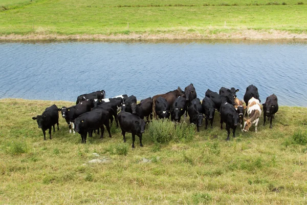 Young Cows — Stock Photo, Image