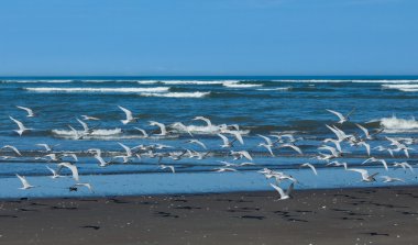 kurbağalarının Beach