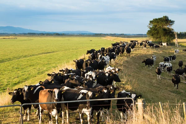 Vacas à espera — Fotografia de Stock
