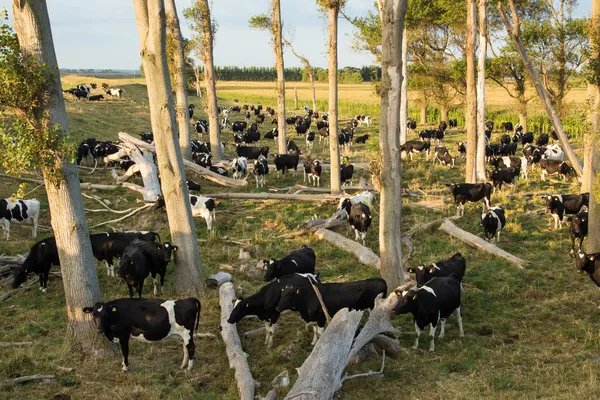 Cows Under Trees — Stock Photo, Image