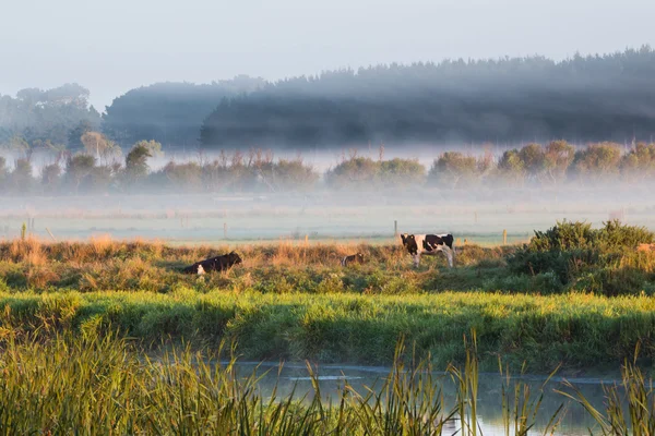 Mist Farmland — Stock Photo, Image