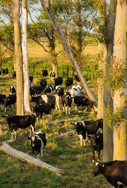 Shaded Cows — Stock Photo, Image