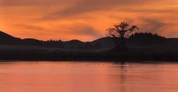 Árvore do lago — Fotografia de Stock