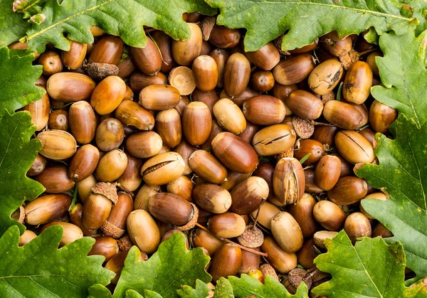 Frutta a guscio — Foto Stock