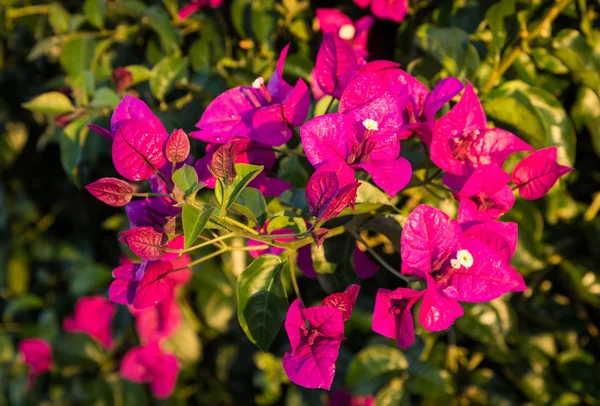 Bougainvilliers — Zdjęcie stockowe