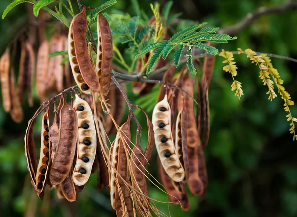 Acacia Koa Seeds — Stock Photo, Image