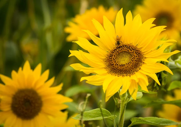 Abelha da flor do sol — Fotografia de Stock