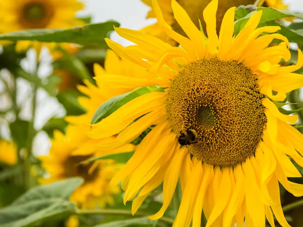 Sonnenblumenblase Biene — Stockfoto