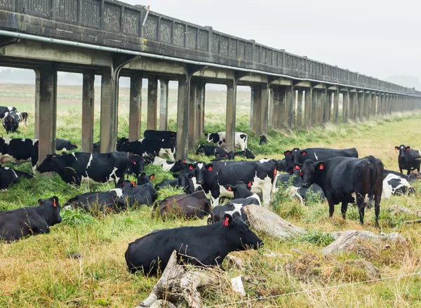 Rode label koeien — Stockfoto