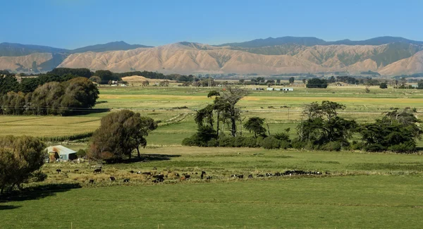 New Zealand Farmland — Stock Photo, Image