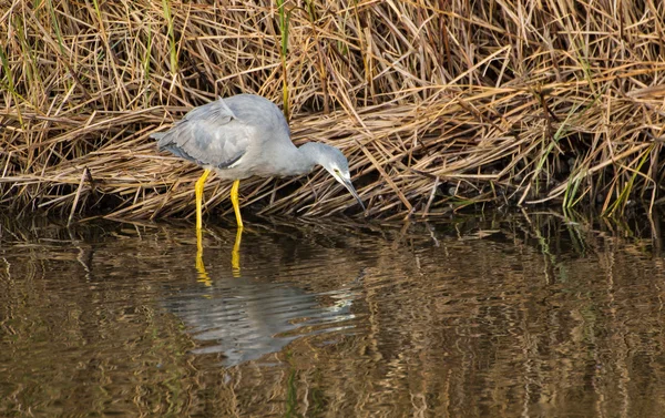 White-face Heron — Stock Photo, Image