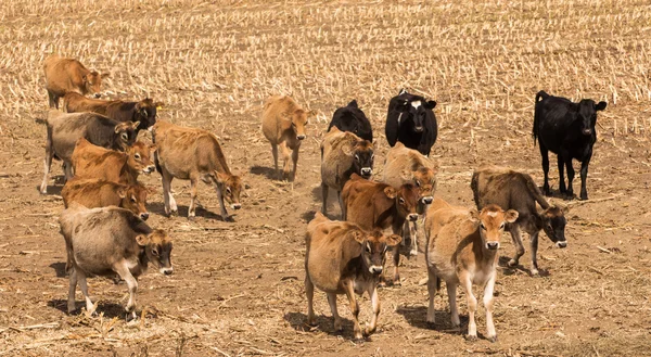 Dry Stock Feeding — Stock Photo, Image