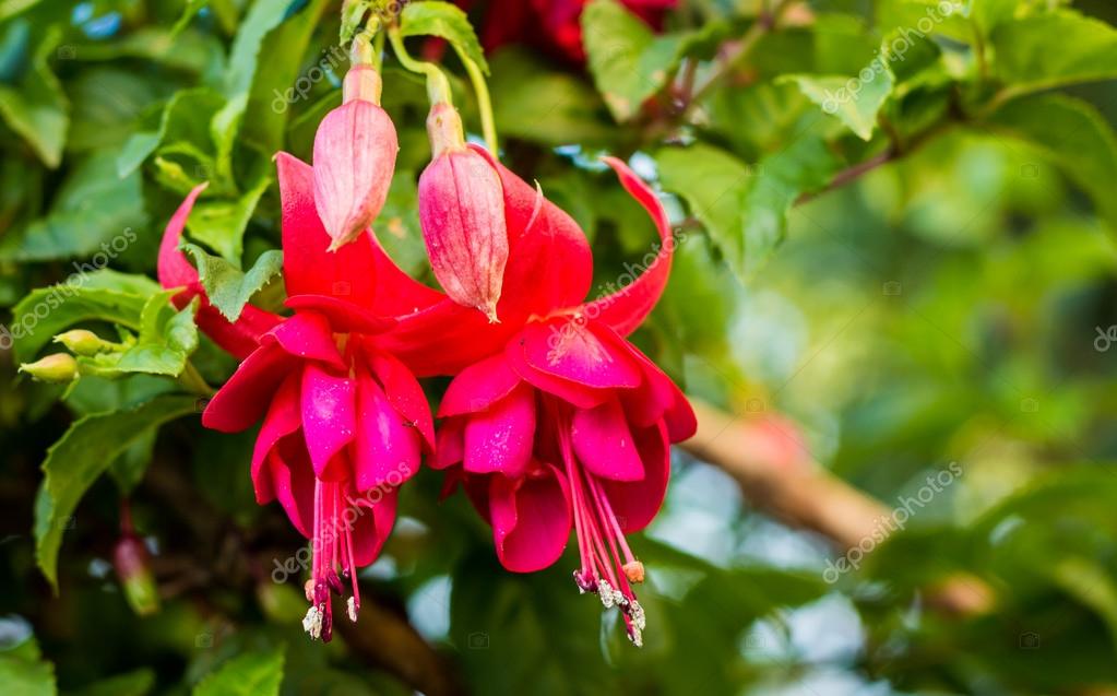 hanging flowers upside down