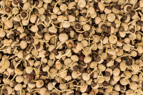 Семена желудей — стоковое фото