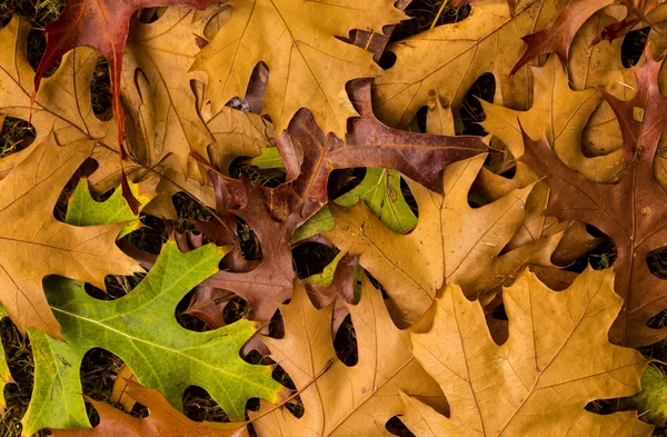 Autum Maple Leafs — Zdjęcie stockowe