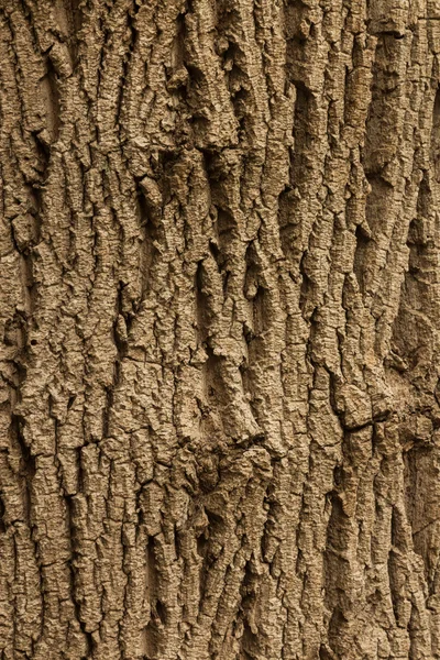 Bark konsistens — Stockfoto