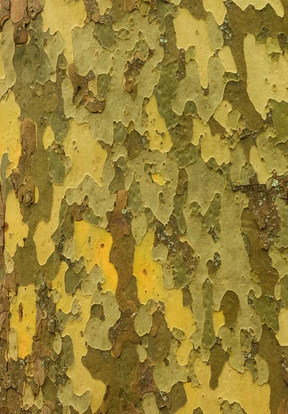 Textue da árvore do remendo — Fotografia de Stock