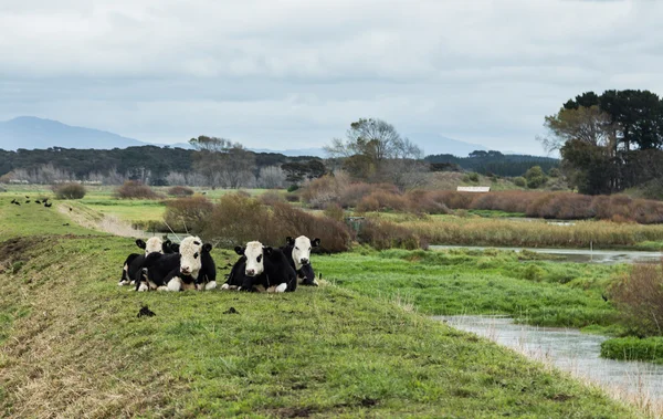 Jonge witte hoofden — Stockfoto