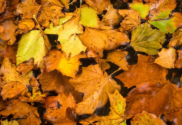 Pływające maple leafs — Zdjęcie stockowe