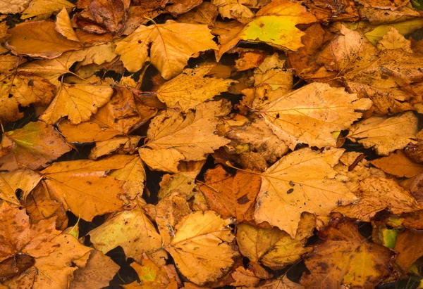 Wody maple leafs — Zdjęcie stockowe