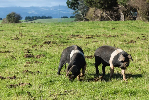 Domuz çiftliğiboerderij varkens — Stockfoto