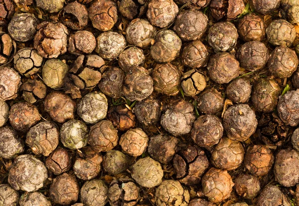 Cupressus macrocarpa frökapslarna — Stockfoto