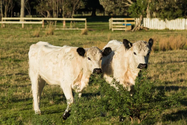 British Whites — Stock Photo, Image