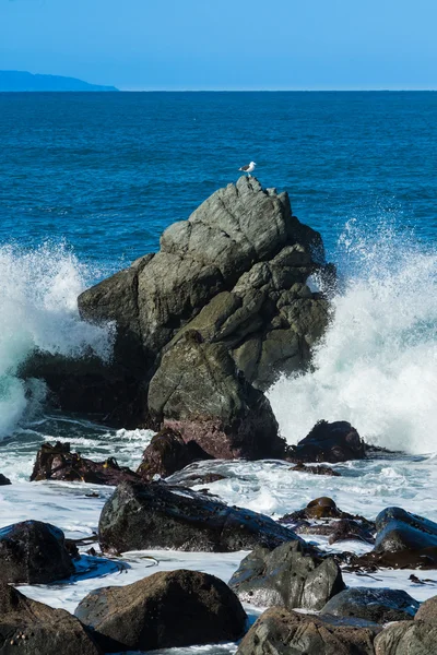Seagull Rock — Stock Photo, Image