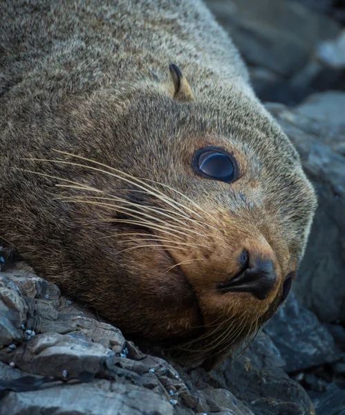 Seal — Stock Photo, Image