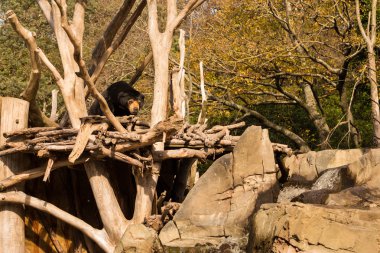 Güneş ayı ana sayfa