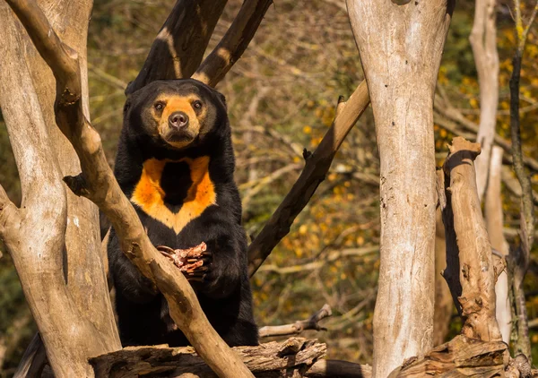 태양 곰 먹이 — 스톡 사진