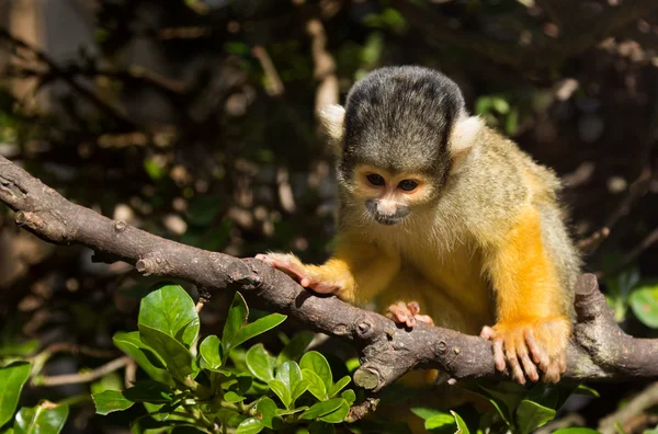 Squirrel Monkey — Stockfoto